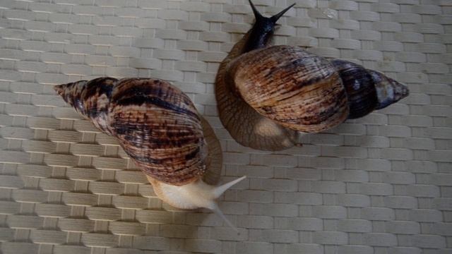 Новости в улиткариуме.Ахатина ретикулята смотреть онлайн