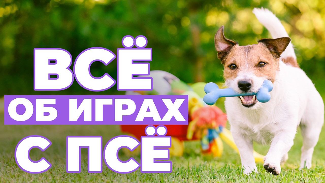 Всё об играх и игрушках с собакой❗️ Сборник о развитии питомца и дружбе с ним! смотреть онлайн
