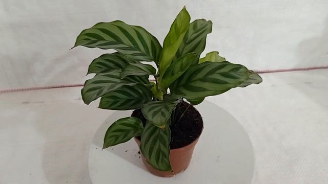 sku-CALAP05 Calathea Freddie Plant смотреть онлайн