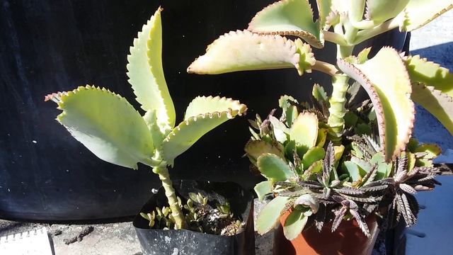 Kalanchoe Laetivirens  Madre De Miles Bryophyllum Laetivirens ? MASTER K 78 ⭐❤⭐