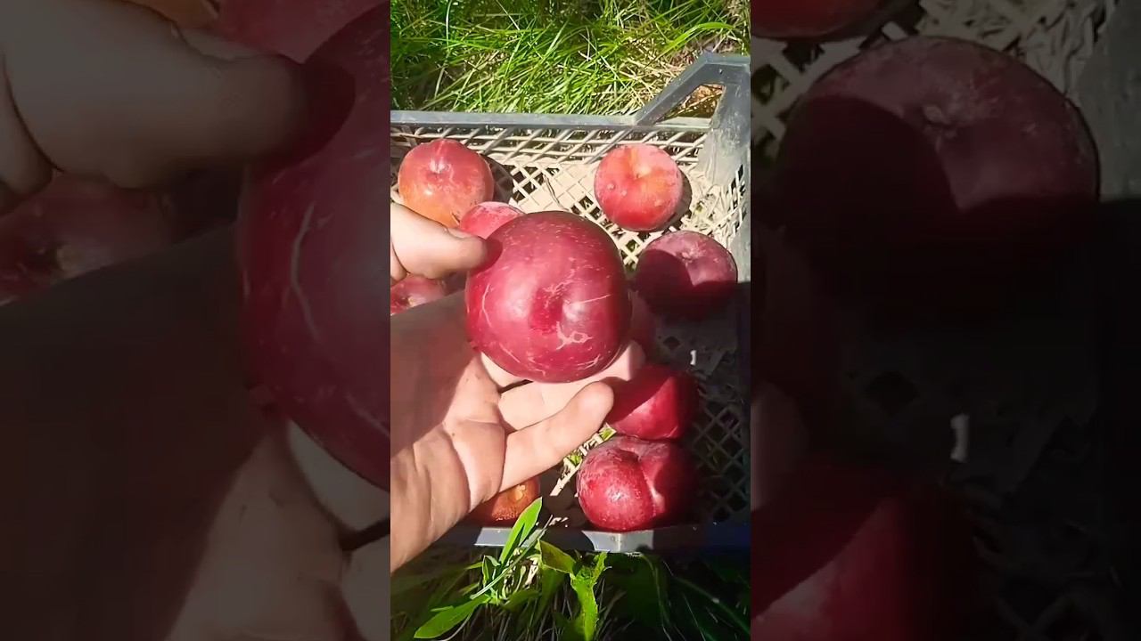 Супер Вкусная слива Бербанк. #слива #фрукты #урожай #дача смотреть онлайн