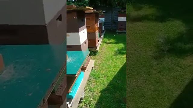 Знакомство с пчелиными поселками смотреть онлайн