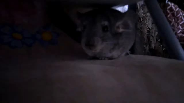 Шустрик вышел гулять. Рассказываю в следующем видео как можно назвать шиншиллу. смотреть онлайн