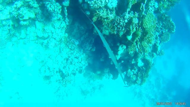 El Fanar REEF Шарм эль Шейх 2022 смотреть онлайн