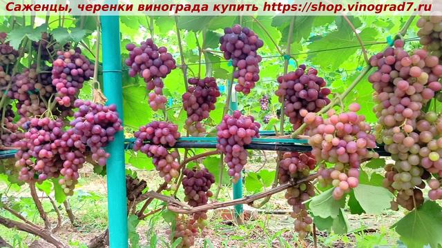 Парад сортов на 27.07.24 года - виноград ПОЛОНЕЗ 50 окрашивание, созревание ,характеристики. смотреть онлайн