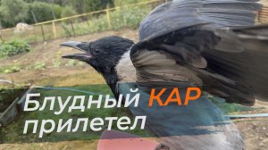 Кардинал прилетел за едой!