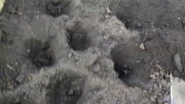 Что положить в лунку для томатов? /Схема посадки в теплице. смотреть онлайн