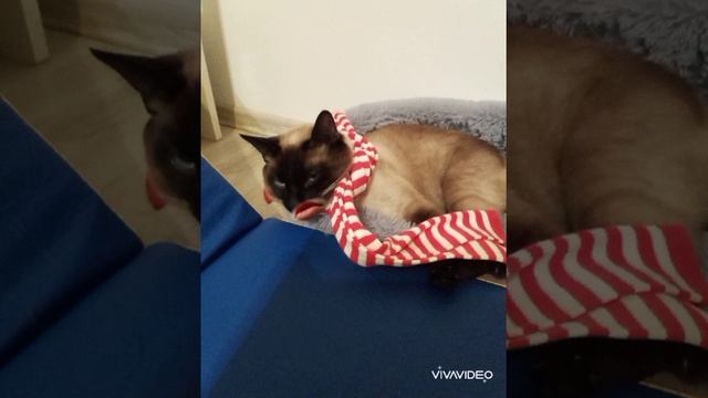 Логика кошек смотреть онлайн