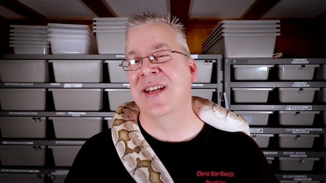 Pros and Cons of Keeping a Snake as a Pet! смотреть онлайн