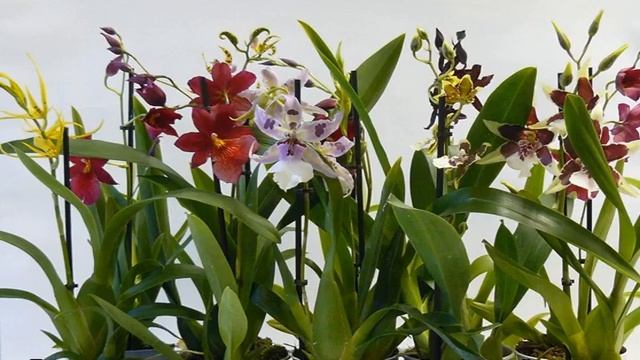 Орхидея камбрия — уход в домашних условиях смотреть онлайн