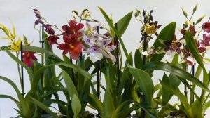 Орхидея камбрия — уход в домашних условиях