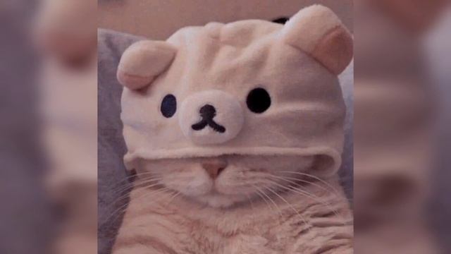 CAT WALL PAPER 2023 смотреть онлайн