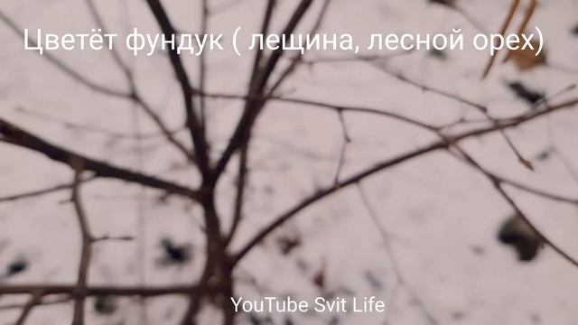 Фундук (орешник, лещина) цветёт. смотреть онлайн