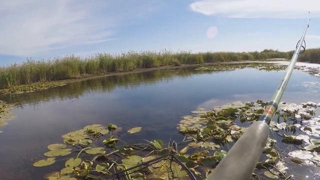 ЗРЕЛИЩНЫЕ АТАКИ ЩУКИ. ЛУЧШЕЕ. ОСЕНЬ 2021( ПОППЕР И ВОБЛЕР) смотреть онлайн