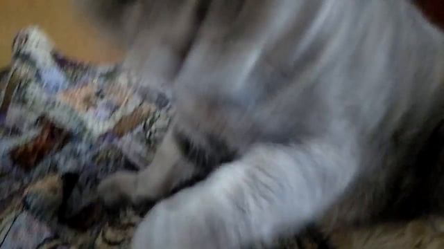 Кот Филимон весь день спит смотреть онлайн