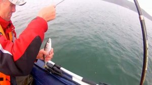 Ловля скумбрии в приморском крае 2019