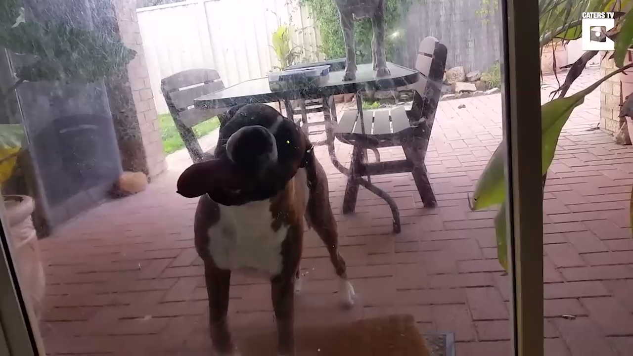 Собака-окошкилизака ) смотреть онлайн