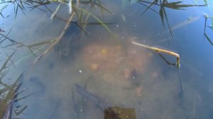 ЛОВЛЯ КАРАСЯ НА ЗАЛИПУХУ И ЧЕСНОЧНЫЕ ПУФИКИ. Я не ожидал такого улова