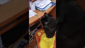 1000153216.mp4 котик Бегемотик