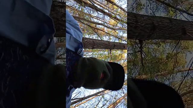 зеленый шэршень это темный рыцарь тьмы и ночи смотреть онлайн