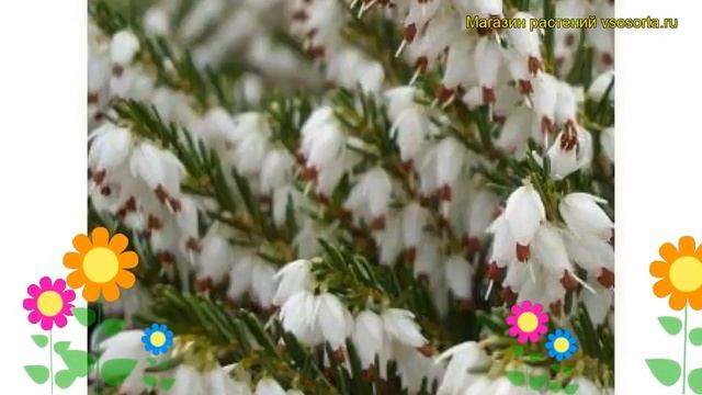 Эрика травянистая Уайт Перфекшн. Краткий обзор, описание характеристик erica carnea Winte Perfectio смотреть онлайн