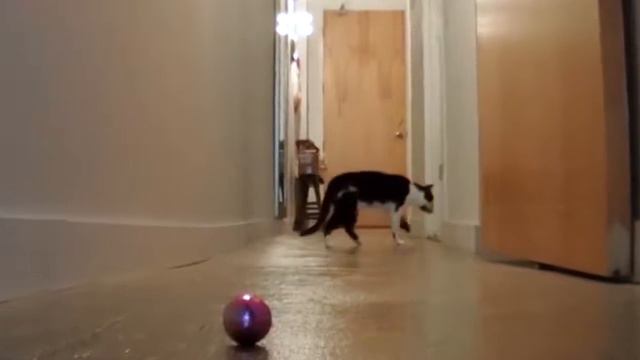 Медвежья музыка