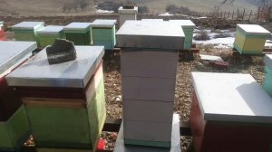 Пчеловодство Сербии, 09.02.2019