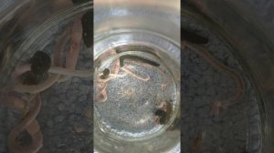 Кормление пиявок