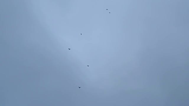 николаевские голуби Кулебовка в гостях у Суботина ГеоргияDSCN5623 смотреть онлайн