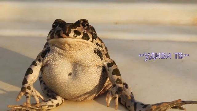 Впечатляет удивительное видео. Жаба почти не дышит какое то время и ещё сидит. Смешно. смотреть онлайн