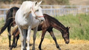 О конном заводе А. А. КАЗАКОВА
Часть 1