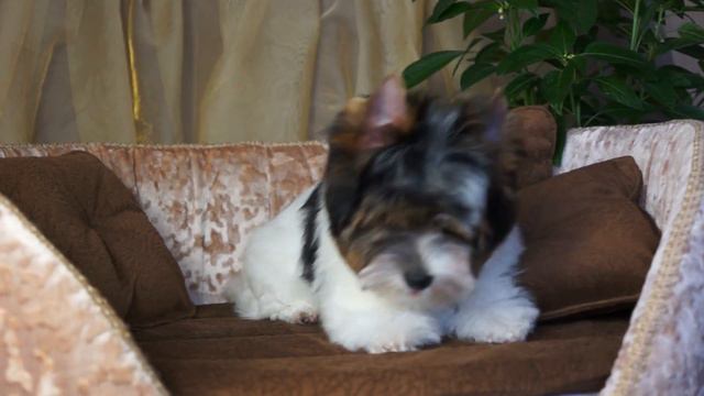 биверы в самаре, дэлайт оф соулз