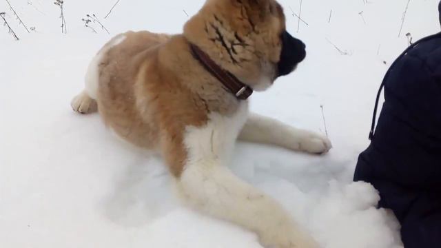Puppy American Akita Яра на охоте смотреть онлайн