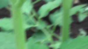 Рассада помидор в теплице, после обработки препаратом «Атлет».