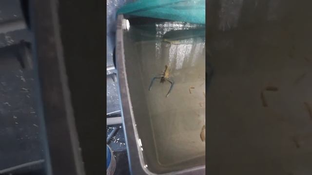 Спаривание креветки розенберга смотреть онлайн