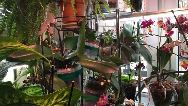 Орхидеи распускаются, поливаются и снимаются в кино( 2/3 поголовья в гостинной ?)24.01.2023 года. смотреть онлайн