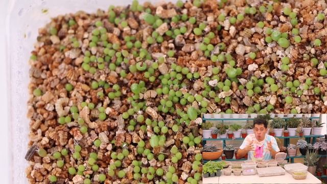 MIS SEMILLEROS DE CACTUS Y ECHEVERIA LAUI ACTUALIZACION || TU JARDINERO EL CITADINO смотреть онлайн