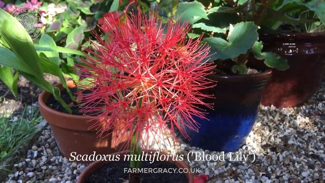 Scadoxus multiflorus ("Blood Lily") - FarmerGracy.co.uk смотреть онлайн