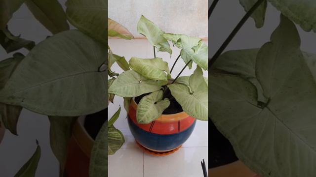 syngonium plant care смотреть онлайн