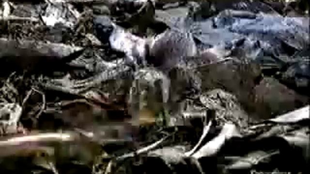 МНОГОНОЖКА СЪЕЛА ПАУКА смотреть онлайн