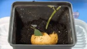 САМЫЙ НАДЕЖНЫЙ И ПРОВЕРЕННЫЙ СПОСОБ ВЫРАЩИВАНИЯ РОЗ ИЗ ЧЕРЕНКОВ - В КАРТОШКЕ.100% ПРОРАЩИВАНИЕ!!!