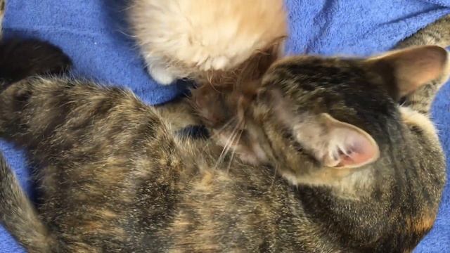 Мы немного испачкали котенка Рыжулю, пришлось его отмыть. смотреть онлайн