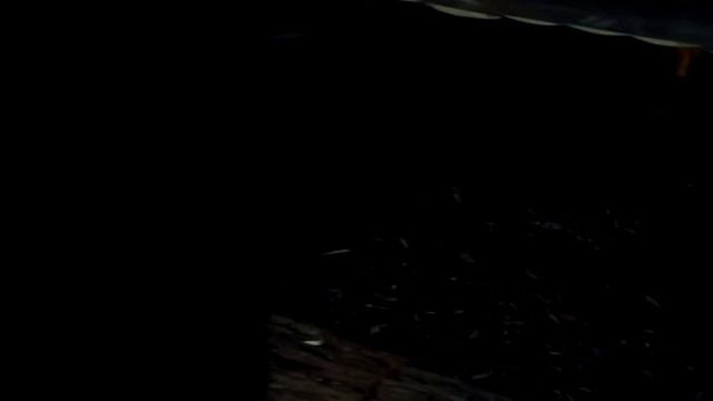 Ленинградский зоопарк, броненосец. смотреть онлайн