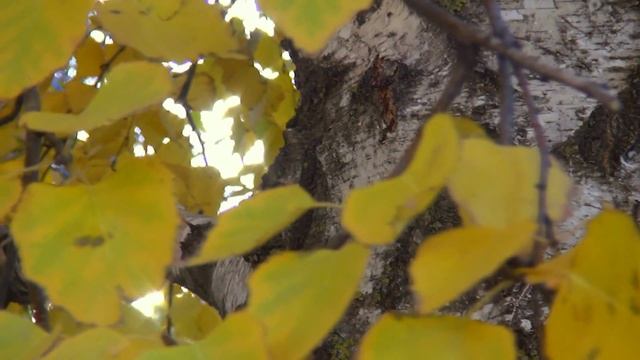 Березка. Осенние листья *♫*♥* скрипка *♫*♥* смотреть онлайн