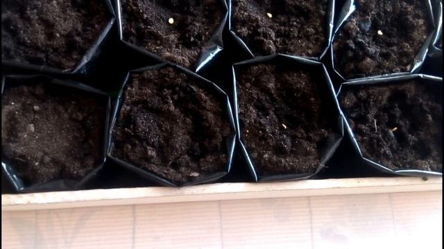 Сею перцы всегда так. Помидоры зацветают. Клубника взошла. смотреть онлайн