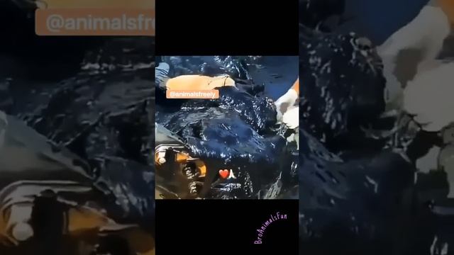 Спасли Жизнь Собаке ? попавшей в Смолу ? смотреть онлайн