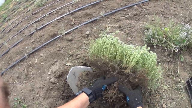 ЧАБРЕЦ, ЧЕБРЕЦ, ТИМЬЯН, БОГОРОДСКАЯ ТРАВА - РАЗМНОЖЕНИЕ.