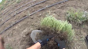 ЧАБРЕЦ, ЧЕБРЕЦ, ТИМЬЯН, БОГОРОДСКАЯ ТРАВА - РАЗМНОЖЕНИЕ.