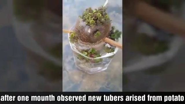 How to grow new potatoes(Solanum tuberosum) at home смотреть онлайн