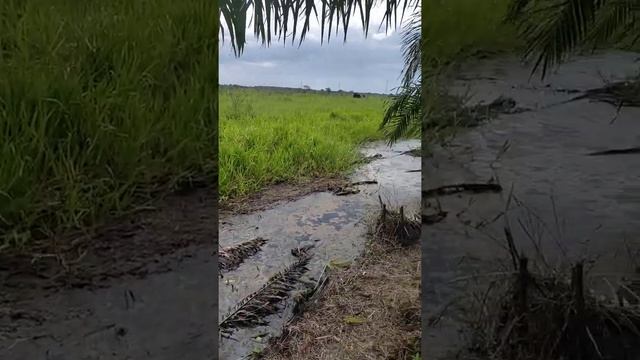 home of chana смотреть онлайн